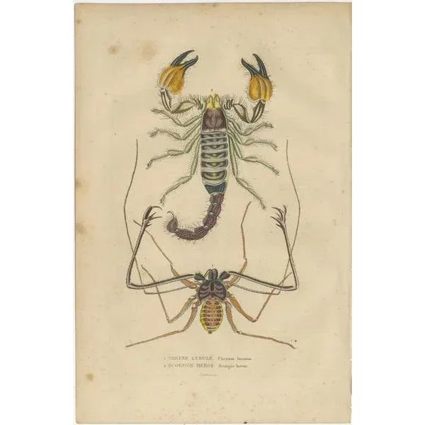 The collage presents a delicate assembly of antique scientific prints, each one a remnant from a time when the natural...