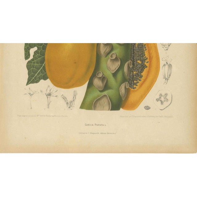 Hoola van Nooten, Papaya Botanical, 1880, Chromolithograph For Sale - Image 6 of 9