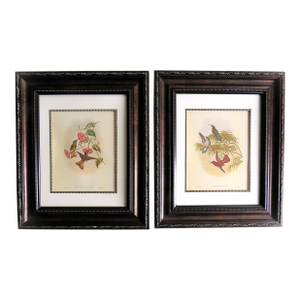 Pair of John Gould Humming Bird Lithographs Prints 1st Edition Framed