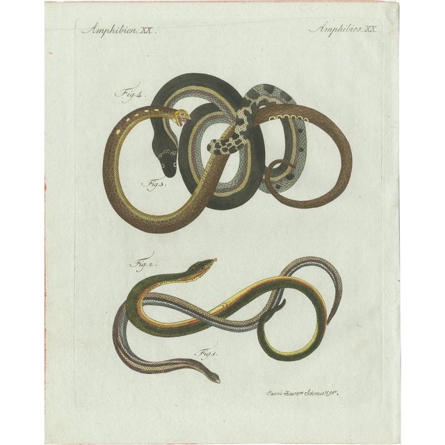 Bertuch, Four Slow Worms and Legless Lizards, 1802, Engraving For Sale - Image 10 of 10