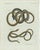 Bertuch, Four Slow Worms and Legless Lizards, 1802, Engraving For Sale - Image 10 of 10