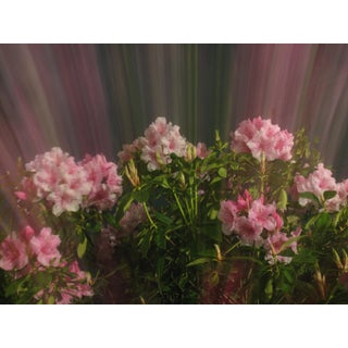 Contemporary Fine Art Flower Photography Print For Sale