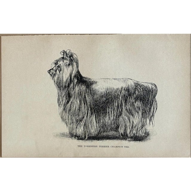 Up for sale is this charming antique dog print from a veterinary guide published in the 1890s and illustrating breed...