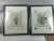 English Botanical Water Color Silhouette Framed Prints by Julia Winship - a Pair For Sale - Image 13 of 13