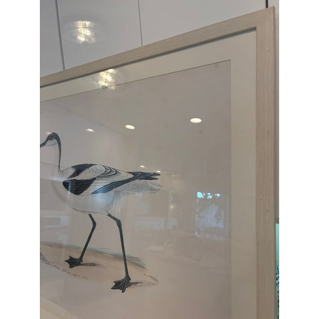 Early 21st Century Oversized Ballard Designs Audubon Style Coastal Shorebird Prints – A Pair For Sale - Image 5 of 16