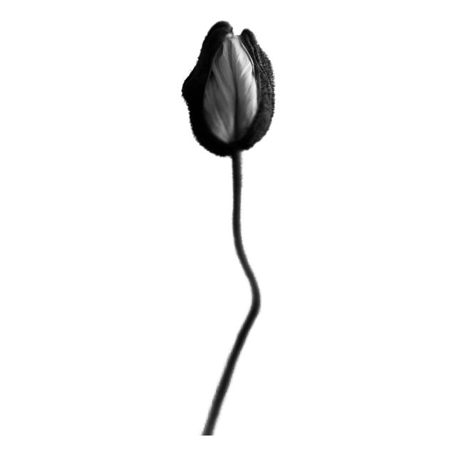 Ugne Pouwell, Poppy No.8, Analogue Black and White Floral Photography, Limited Edition of 20 For Sale