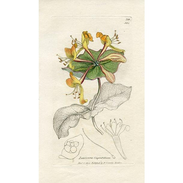 Original hand-colored botanical print from an early edition of “English Botany”, the monumental work by James Sowerby that...