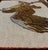 Textile Creams and Gold, Tan Antique American Hooked Rug With a Bald Eagle on a Tree 2'7"x3'1" For Sale - Image 7 of 8