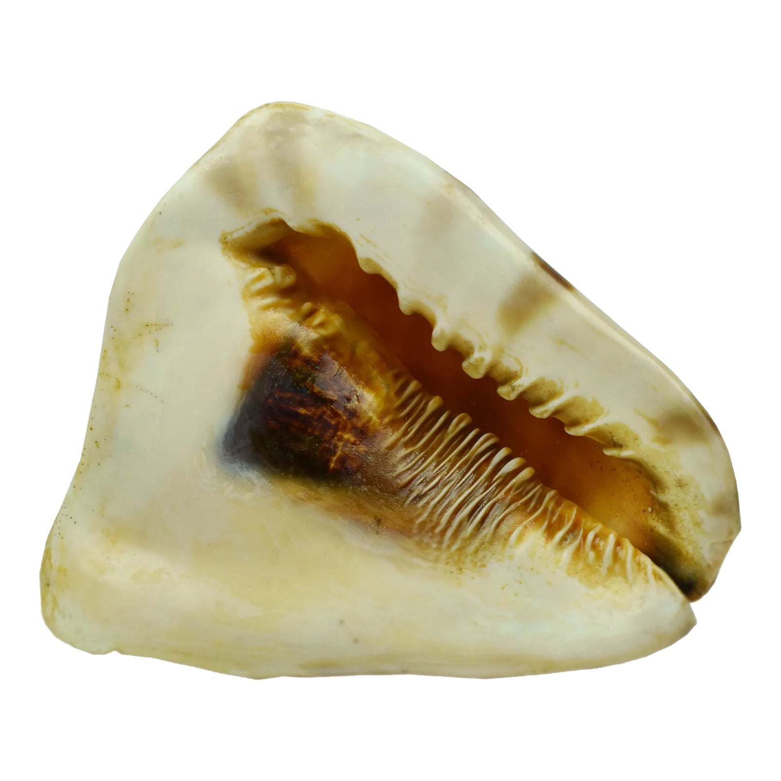 Mid 20th Century Natural King Helmet Conch Seashell Shell | Chairish