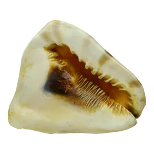 Mid 20th Century Natural King Helmet Conch Seashell Shell