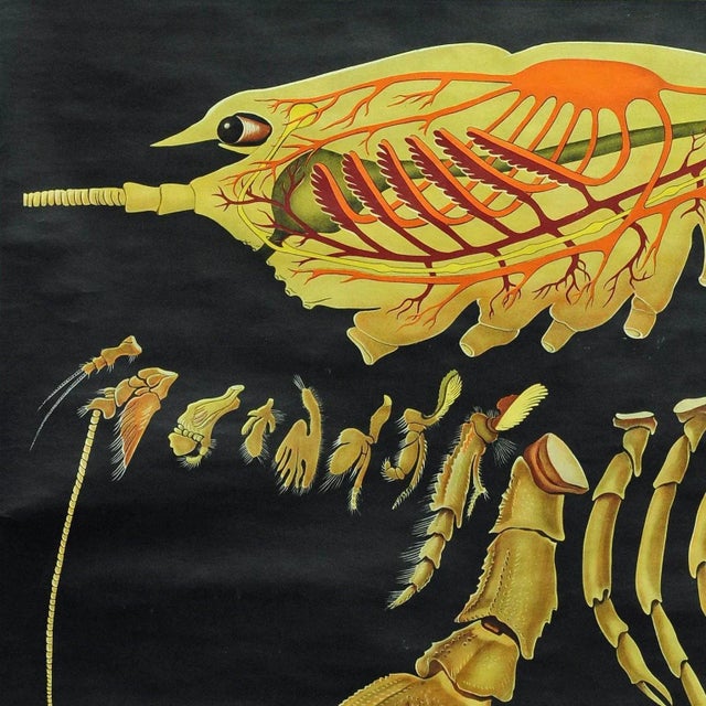 Vintage Deco Crayfish Maritime Poster Pull-Down Wall Chart by Jung Koch Quentell For Sale - Image 3 of 6