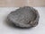Carved Stone Bowl with Goniatite Fossil Detail, Morocco, 2000s For Sale - Image 4 of 6