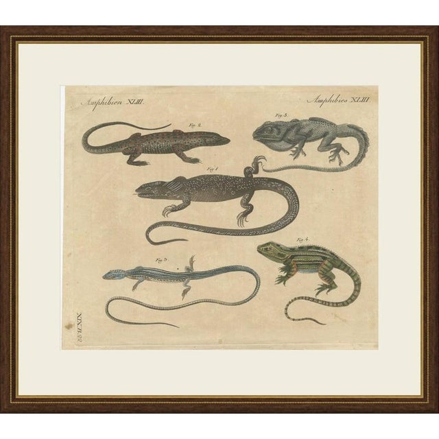 This antique lizard print shows five exotic lizards in a landscape format, on an original hand coloured plate from the...