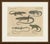 This antique lizard print shows five exotic lizards in a landscape format, on an original hand coloured plate from the...