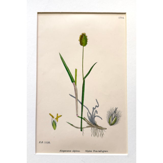 Mid 19th Century Set of 3 19th Century Botannical Colored Engravings of Grasses For Sale - Image 5 of 6