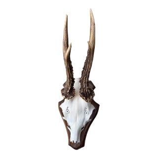 Roe Deer Trophy 155 Black Forest Antlers For Sale