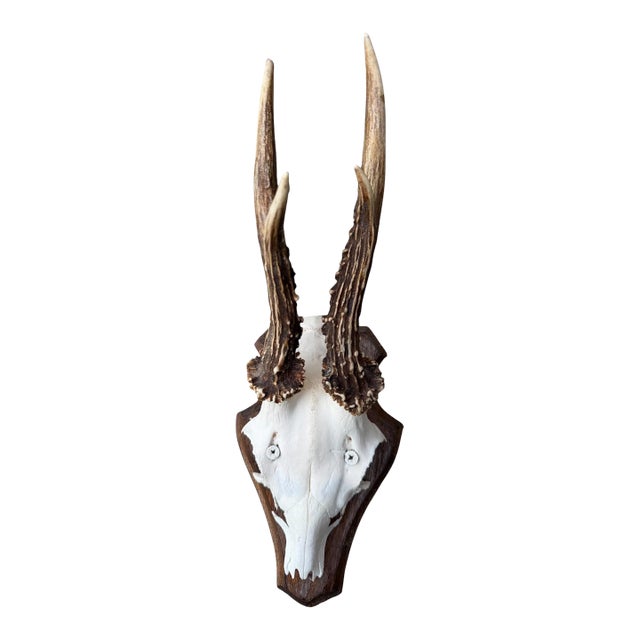 Roe Deer Trophy 155 Black Forest Antlers For Sale