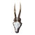 Roe Deer Trophy 155 Black Forest Antlers For Sale