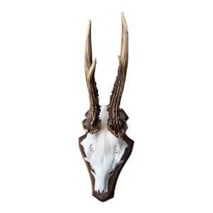 Roe Deer Trophy 155 Black Forest Antlers