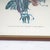 Elegant Antique Botanical Floral Print, 1940s