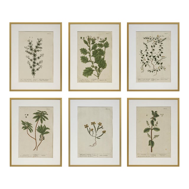 18th C Botanical Engraving Set 6 Framed Antique Botanical Wall Art Elizabeth Blackwell Prints Traditional & English Country Decor - Set of 6 For Sale