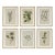 18th C Botanical Engraving Set 6 Framed Antique Botanical Wall Art Elizabeth Blackwell Prints Traditional & English Country Decor - Set of 6 For Sale