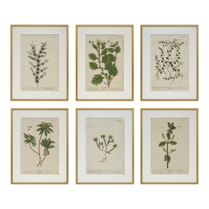18th C Botanical Engraving Set 6 Framed Antique Botanical Wall Art Elizabeth Blackwell Prints Traditional & English Country Decor - Set of 6