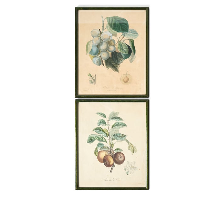 Lovey set of 4 vintage French Botanical prints found in the South of France. Dimension: 11" x 15" each Circa: 1950s...