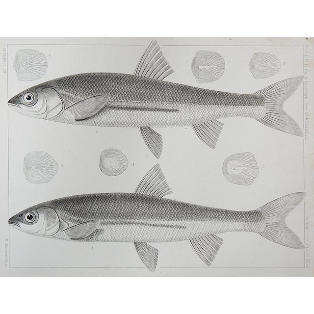 Pair of antique mid 19th century lithograph on paper of fish book plate. Published by the US Pacific Railroad Exploration...