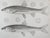 Pair of antique mid 19th century lithograph on paper of fish book plate. Published by the US Pacific Railroad Exploration...