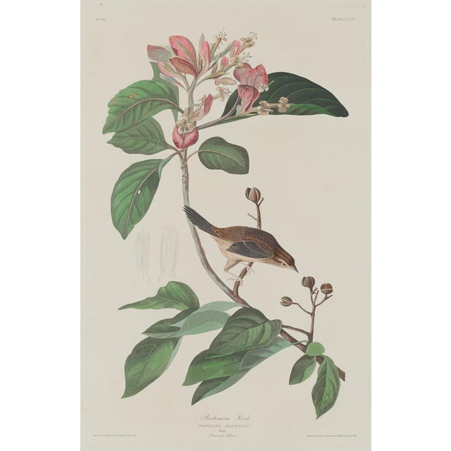 1960s Vintage 1966 John James Audubon Double-Sided Reproduction Prints — Eagle, Falcon, Dove, Swift, Finch, Warbler, Thrush and Grackle - Collection of 4 For Sale - Image 5 of 9