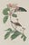 1960s Vintage 1966 John James Audubon Double-Sided Reproduction Prints — Eagle, Falcon, Dove, Swift, Finch, Warbler, Thrush and Grackle - Collection of 4 For Sale - Image 5 of 9