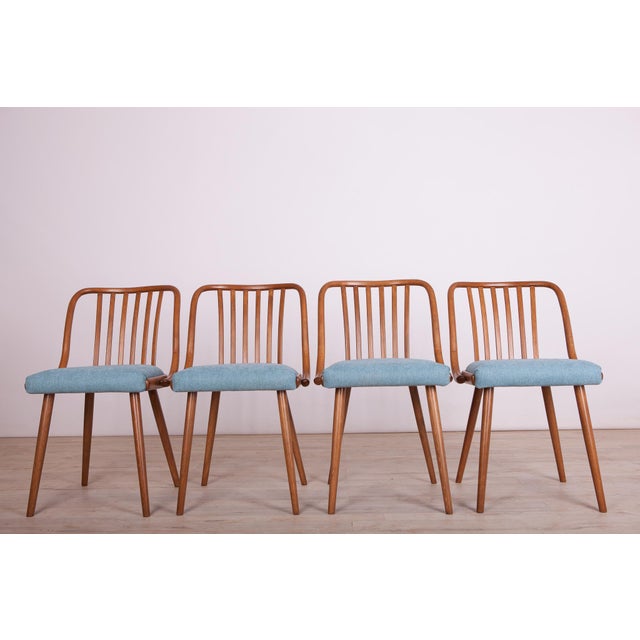 Set of 4 vintage dining chairs by Antonin Suman for TON. from the 1960s. In beech wood. Surface has been polished, wooden...