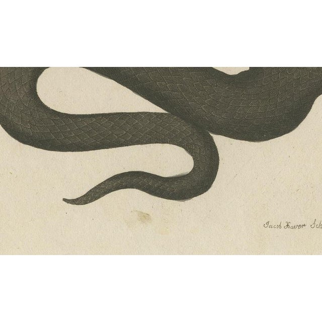 19th Century Bertuch, Two Snakes with Open Jaws, 1805, Print For Sale - Image 5 of 12