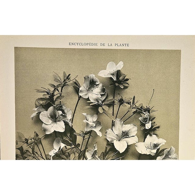 RARE! This is an original 1902 botanical photograph lithograph from a French portfolio of 4 volumes of "Encyclopedie de la...