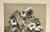 RARE! This is an original 1902 botanical photograph lithograph from a French portfolio of 4 volumes of "Encyclopedie de la...