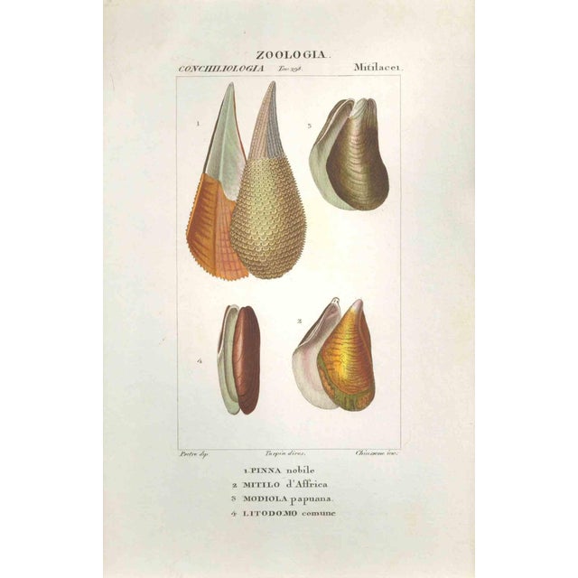 Pierre Jean François Turpin, Mitilacei-Mytila-Zoology-Plate 298, Etching, 1831 For Sale - Image 3 of 3