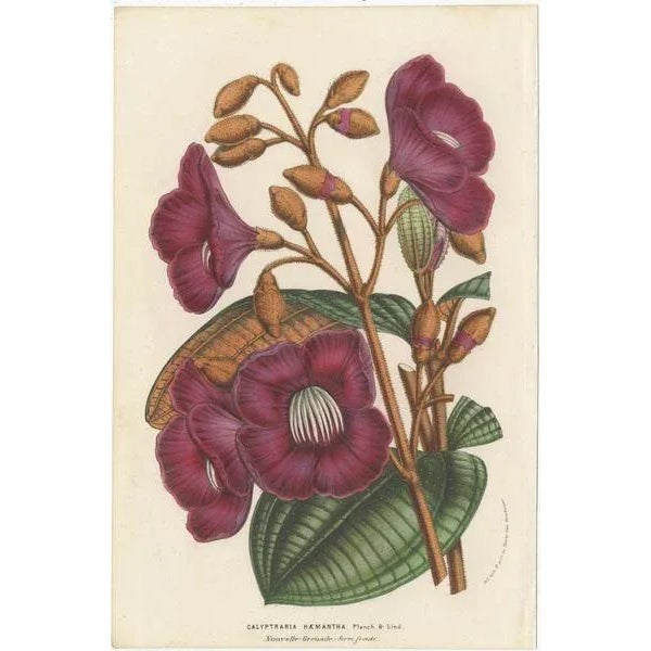 Paper Louis van Houtte, Botany Illustrations of Wisteria, Scutellaria, Sage, 1853, Prints, Set of 6 For Sale - Image 7 of 8