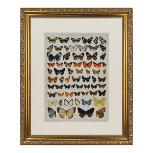 Antique Early 20th Century Butterfly Print 1912