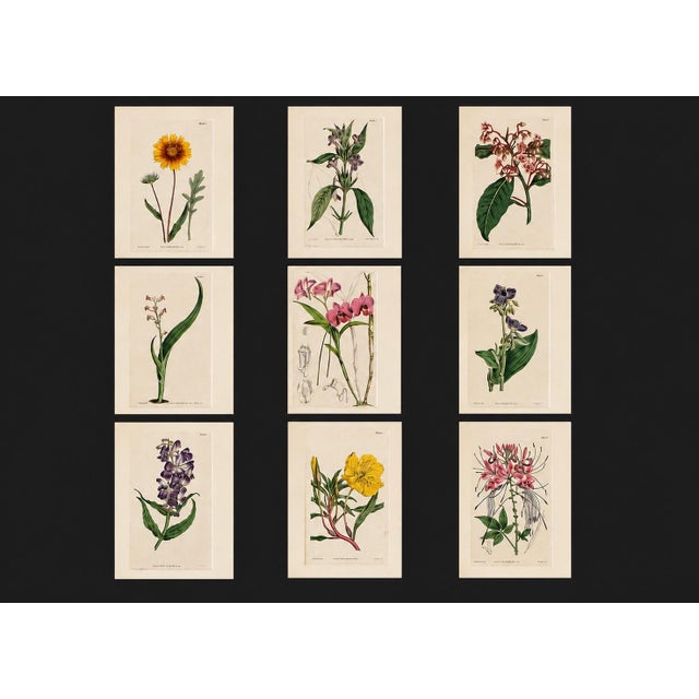 An exceptional collection of nine original copper engravings by William Curtis, circa 1800, beautifully presented in...