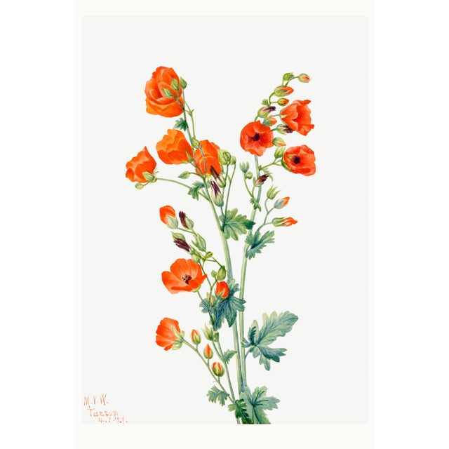 Scarlet Globe Mallow, Vintage Botanical Art Print Reproduction by Mary Vaux Walcott, 32" X 48" For Sale
