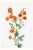 Scarlet Globe Mallow, Vintage Botanical Art Print Reproduction by Mary Vaux Walcott, 32" X 48" For Sale