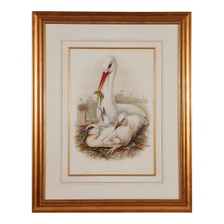 Stork Family: A Framed Original 19th C. Hand-Colored Lithograph by Gould, 1862-1873 For Sale