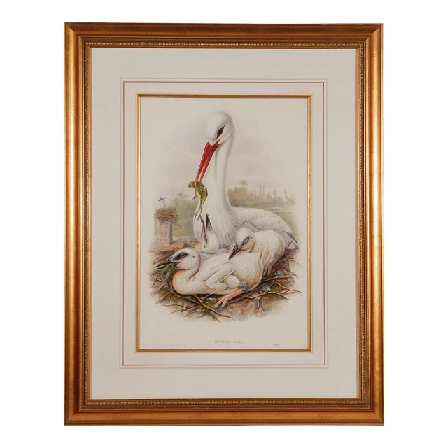 Stork Family: A Framed Original 19th C. Hand-Colored Lithograph by Gould, 1862-1873 For Sale