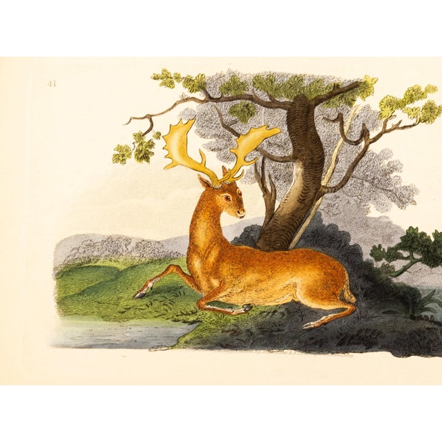 E. Donovan & F.C. & J. Rivington, Nature Illustration, Aug 1819, Hand-Colored Copperplate Engraving For Sale - Image 3 of 6