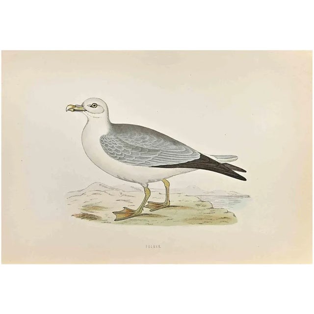 Fulmar is a modern artwork realized in 1870 by the British artist Alexander Francis Lydon (1836-1917) . Woodcut print,...