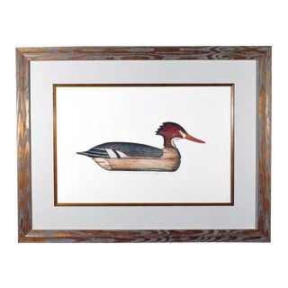 Arthur Nevin Red-Breasted Merganser Duck Decoy Print For Sale