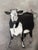 Late 20th Century Large Framed Etching of a Black and White Cow For Sale - Image 5 of 12