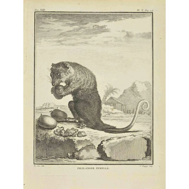 Phalanger female is an etching realized by Jean Charles Baquoy in 1771. The artwork Belongs to the suite "Natural, general...