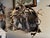 Cabin Antler Mirror German Antique For Sale - Image 3 of 9
